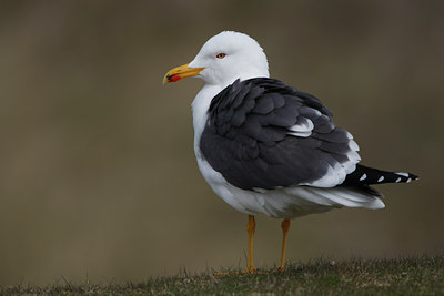 BUITEN BEELD Foto: 96725