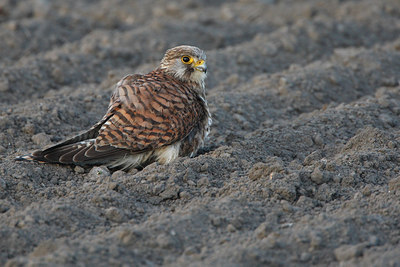 BUITEN BEELD Foto: 96730