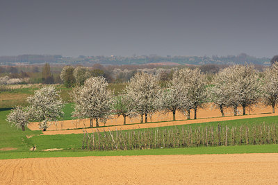 BUITEN BEELD Foto: 96749