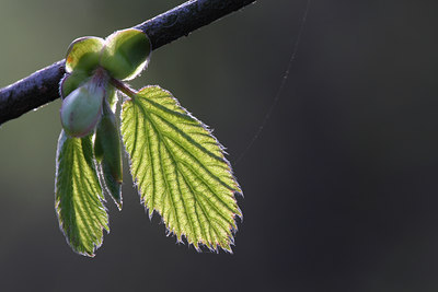 BUITEN BEELD Foto: 96782