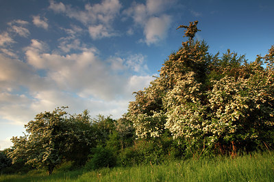 BUITEN BEELD Foto: 96790