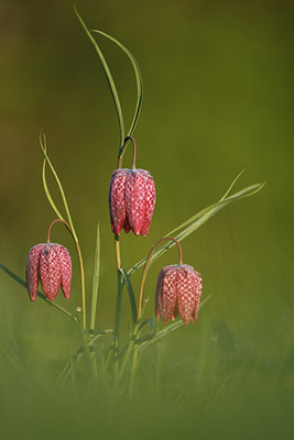 BUITEN BEELD Foto: 96800