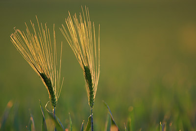 BUITEN BEELD Foto: 96805