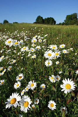BUITEN BEELD Foto: 96806