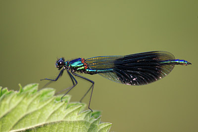 BUITEN BEELD Foto: 96809