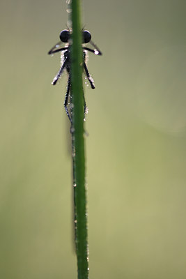 BUITEN BEELD Foto: 96811