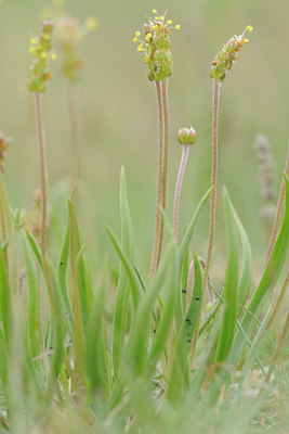 BUITEN BEELD Foto: 96844