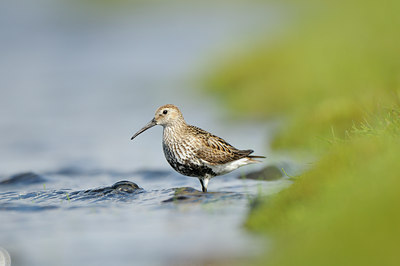 BUITEN BEELD Foto: 96856