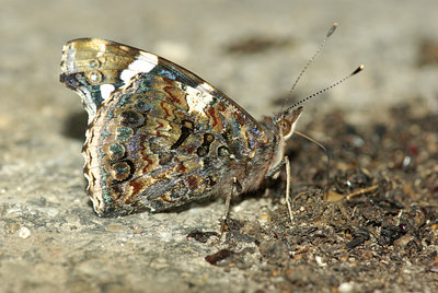 BUITEN BEELD Foto: 96866