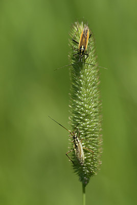 BUITEN BEELD Foto: 96883