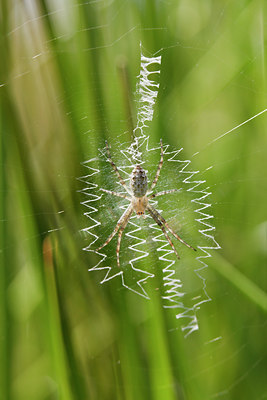 BUITEN BEELD Foto: 96891