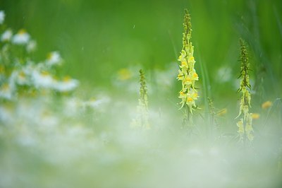BUITEN BEELD Foto: 96937