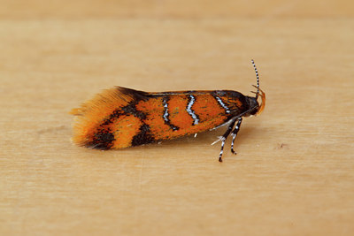 BUITEN BEELD Foto: 96944