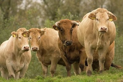 BUITEN BEELD Foto: 96972