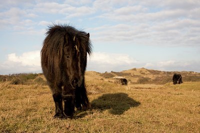 BUITEN BEELD Foto: 96976