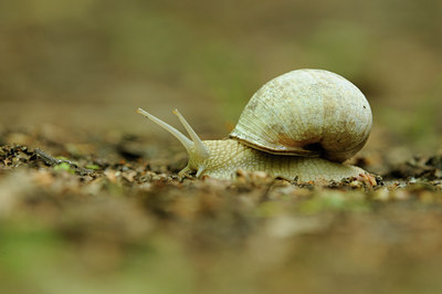 BUITEN BEELD Foto: 96979
