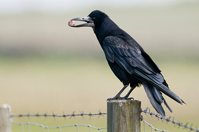 BUITEN BEELD Foto: 96987