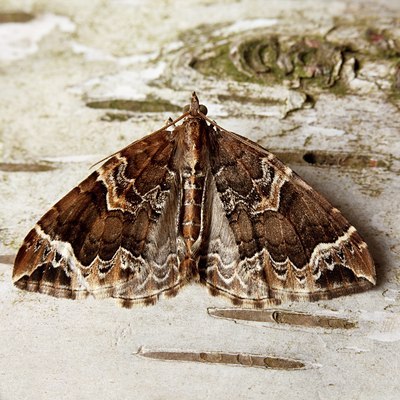 BUITEN BEELD Foto: 96993