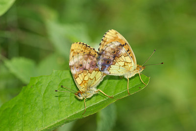 BUITEN BEELD Foto: 97022