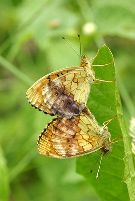 BUITEN BEELD Foto: 97023