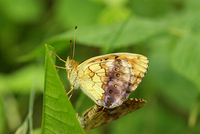 BUITEN BEELD Foto: 97024