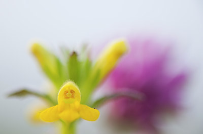 BUITEN BEELD Foto: 97035
