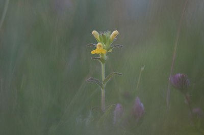 BUITEN BEELD Foto: 97038