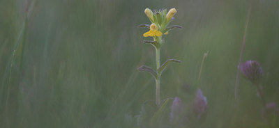 BUITEN BEELD Foto: 97040