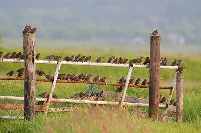 BUITEN BEELD Foto: 97060