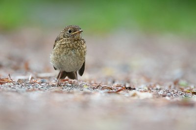 BUITEN BEELD Foto: 97063
