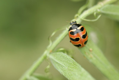 BUITEN BEELD Foto: 97066