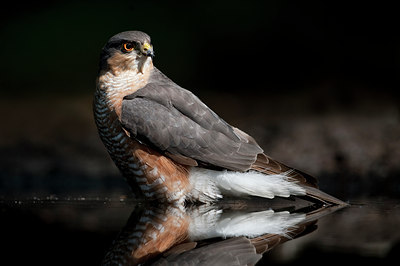 BUITEN BEELD Foto: 97069