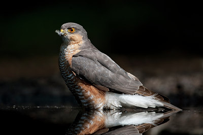 BUITEN BEELD Foto: 97070