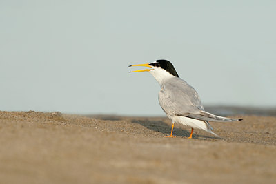 BUITEN BEELD Foto: 97091