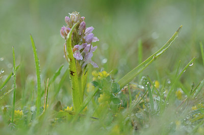 BUITEN BEELD Foto: 97095