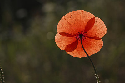 BUITEN BEELD Foto: 97136