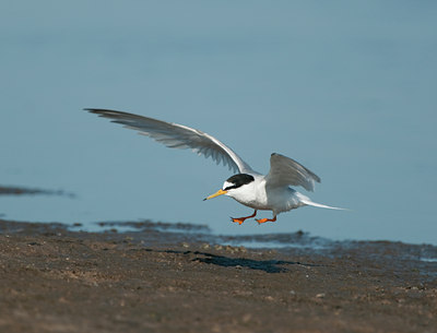 BUITEN BEELD Foto: 97139