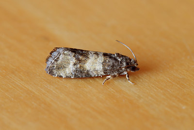 BUITEN BEELD Foto: 97150