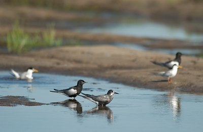BUITEN BEELD Foto: 97169