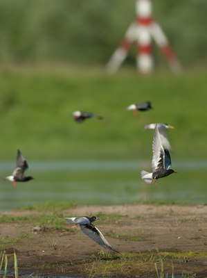 BUITEN BEELD Foto: 97173