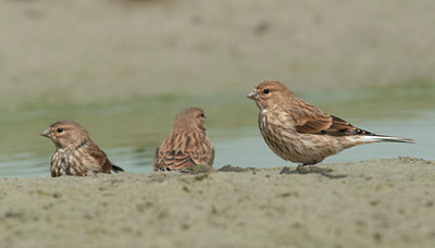 BUITEN BEELD Foto: 97193