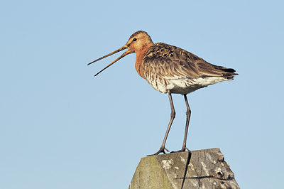 BUITEN BEELD Foto: 97206