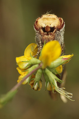 BUITEN BEELD Foto: 97220