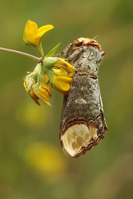 BUITEN BEELD Foto: 97221