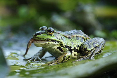 BUITEN BEELD Foto: 97247