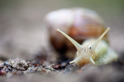 BUITEN BEELD Foto: 97311