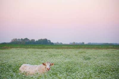 BUITEN BEELD Foto: 97328