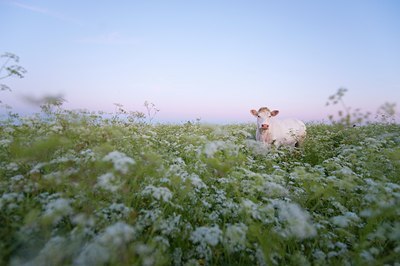 BUITEN BEELD Foto: 97332