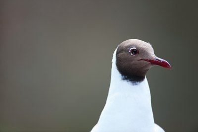 BUITEN BEELD Foto: 97350