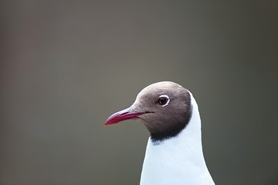 BUITEN BEELD Foto: 97353